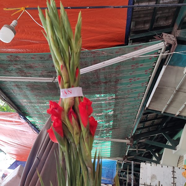 Combo trái cây và hoa lay ơn đỏ